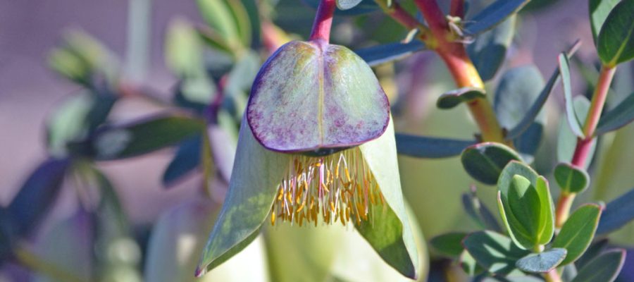 Large, druping bell flowers of the Australian native Pimelia phy