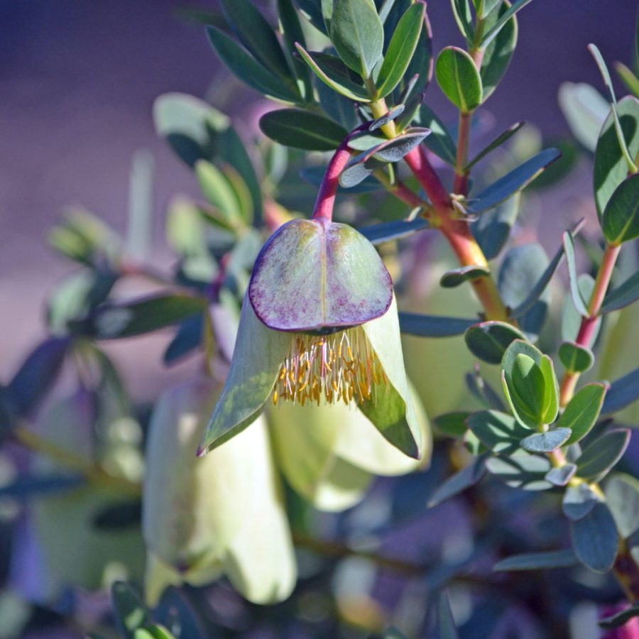 Large, druping bell flowers of the Australian native Pimelia phy